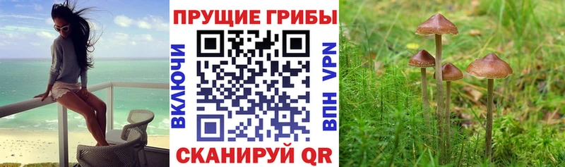 где можно купить наркотик Карачев Псилоцибиновые грибы Psilocybe